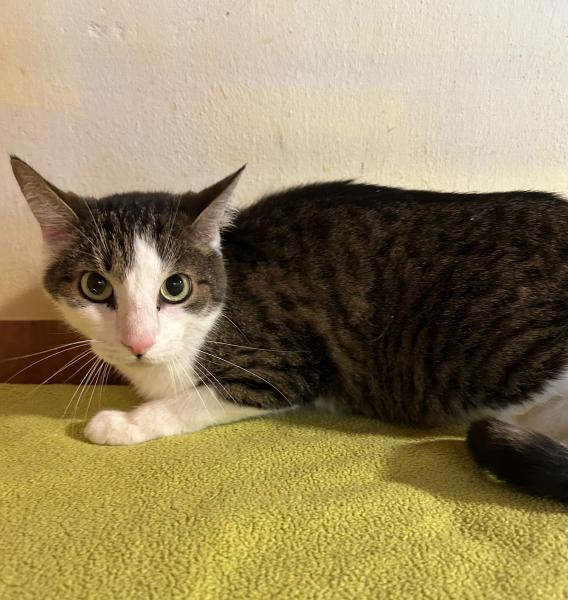 Europäische Hauskatze